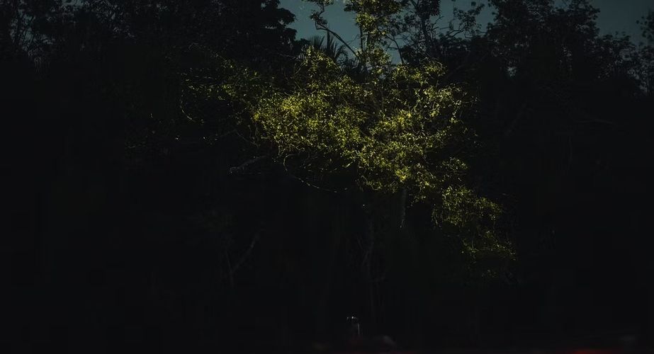 Bohol_PH_Firefly Watching Tour_2026_1